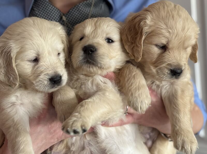 Gorgeous Pure Golden Retriever Puppies for sale in Staines-upon-Thames, Surrey - Image 1