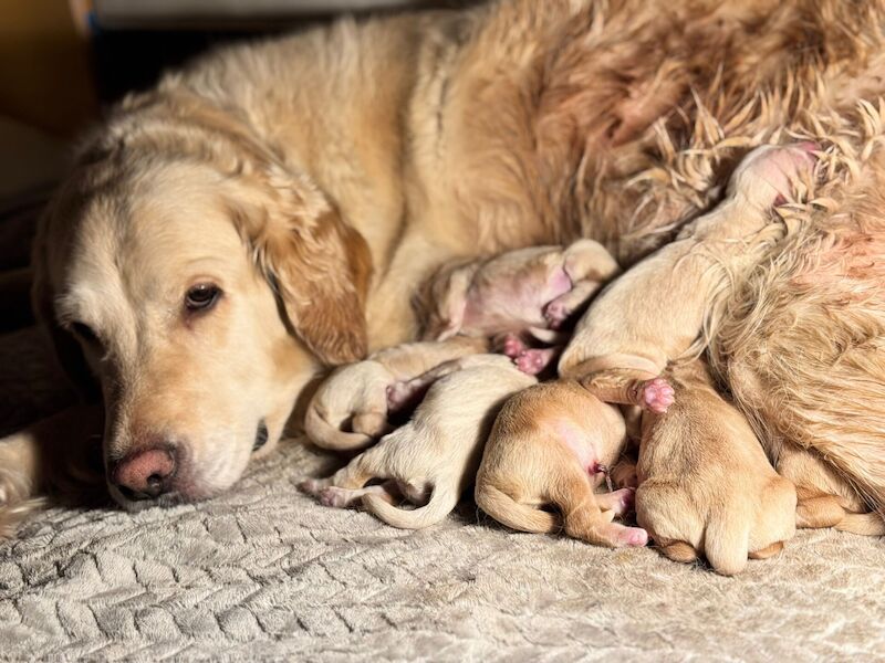 Gorgeous Pure Golden Retriever Puppies for sale in Staines-upon-Thames, Surrey - Image 2