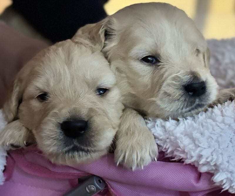 Gorgeous Pure Golden Retriever Puppies for sale in Staines-upon-Thames, Surrey - Image 3