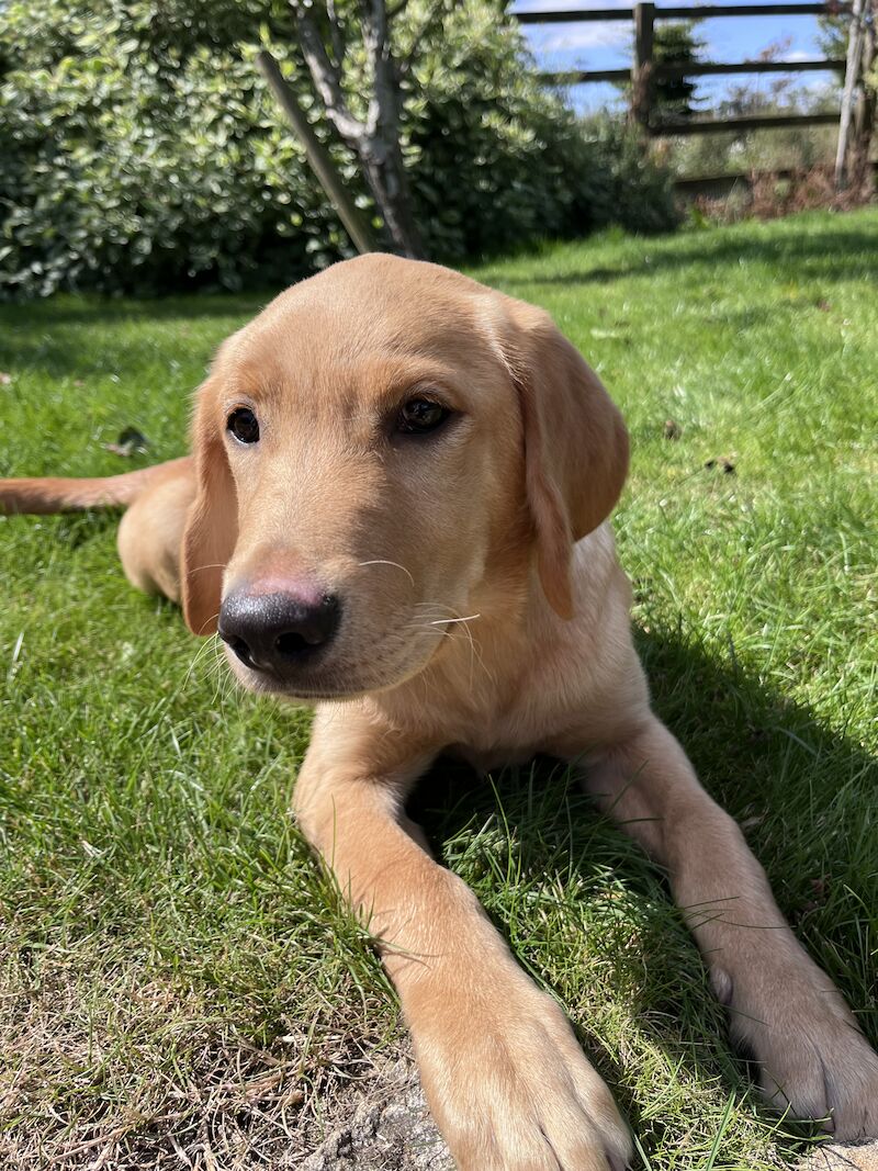 Handsome Goldador boy puppy for sale in Waltham on the Wolds, Leicestershire