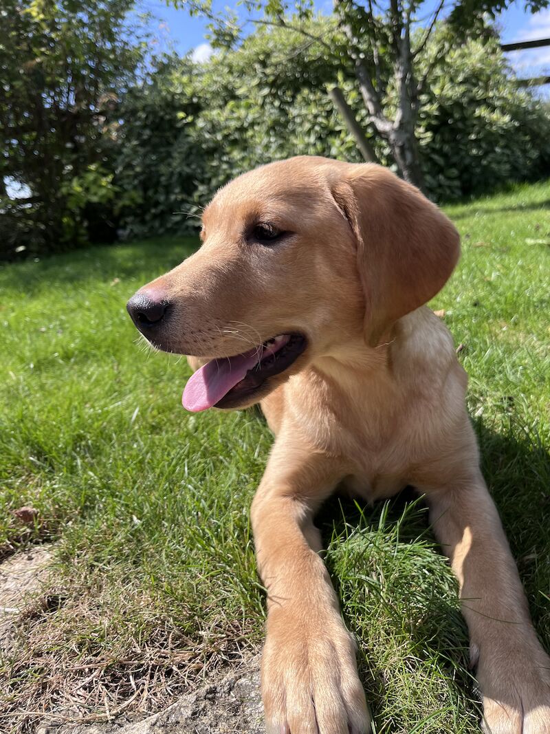 Handsome Goldador boy puppy for sale in Waltham on the Wolds, Leicestershire - Image 2