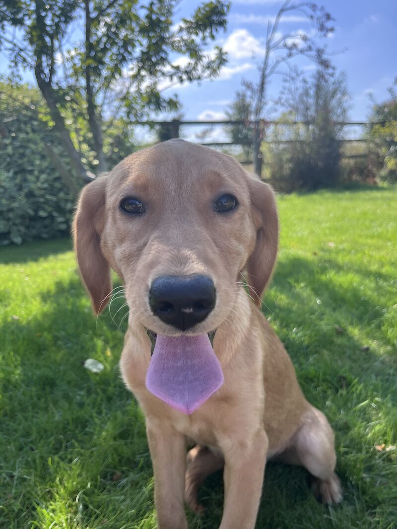 Handsome Goldador boy puppy for sale in Waltham on the Wolds, Leicestershire - Image 3