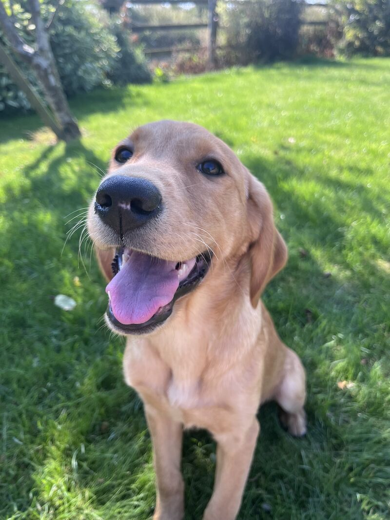 Handsome Goldador boy puppy for sale in Waltham on the Wolds, Leicestershire - Image 4