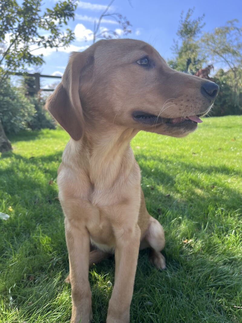 Handsome Goldador boy puppy for sale in Waltham on the Wolds, Leicestershire - Image 5