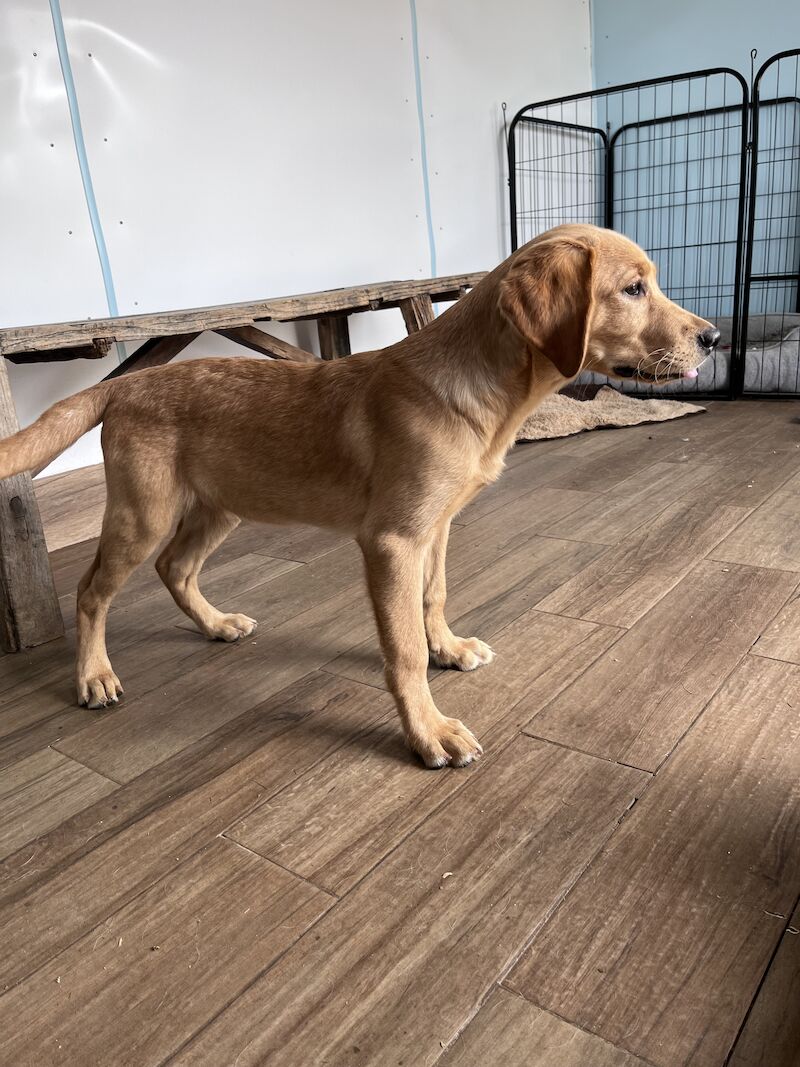 Handsome Goldador boy puppy for sale in Waltham on the Wolds, Leicestershire - Image 6