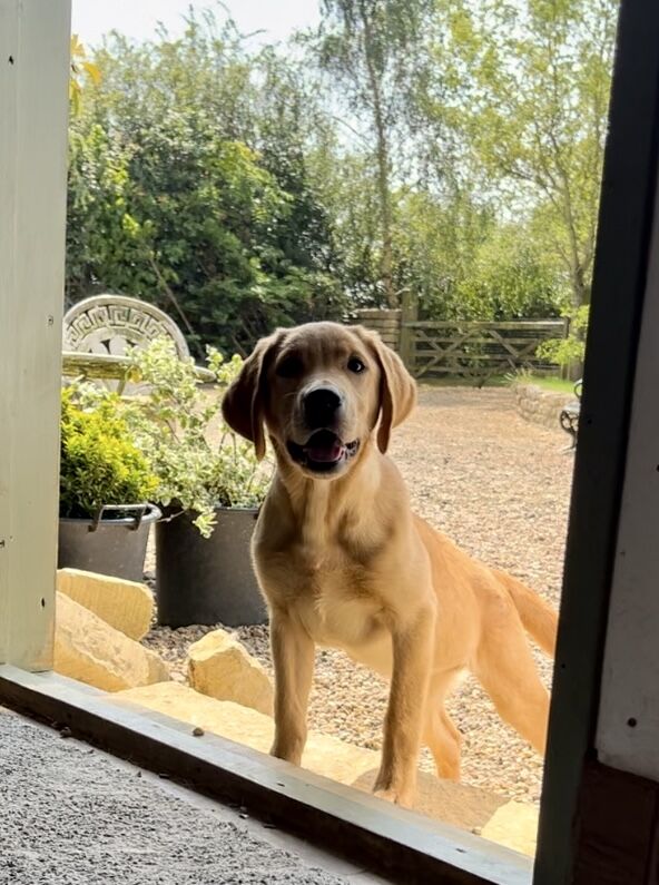 Handsome Goldador boy puppy for sale in Waltham on the Wolds, Leicestershire - Image 7