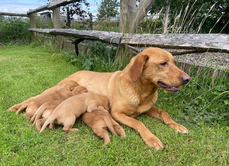 Handsome Goldador boy puppy for sale in Waltham on the Wolds, Leicestershire - Image 8