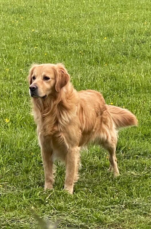 Handsome Goldador boy puppy for sale in Waltham on the Wolds, Leicestershire - Image 9