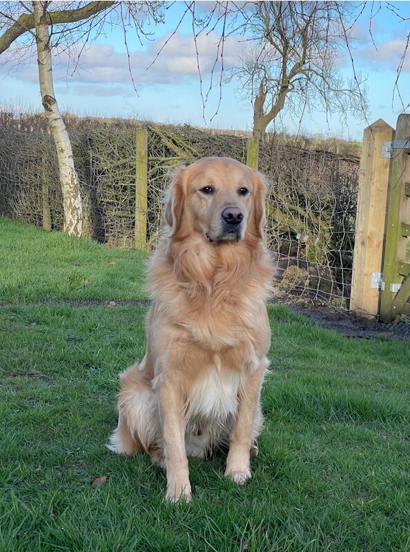 Handsome Goldador boy puppy for sale in Waltham on the Wolds, Leicestershire - Image 10