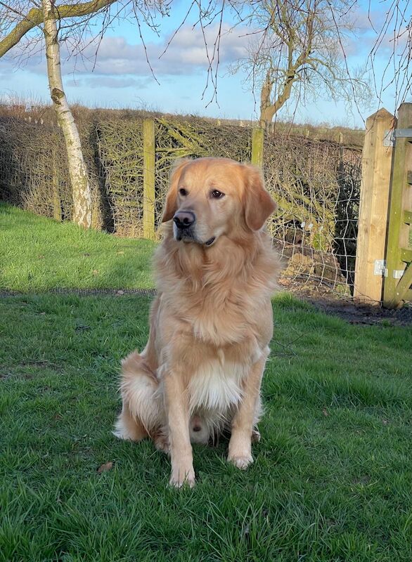 Handsome Goldador boy puppy for sale in Waltham on the Wolds, Leicestershire - Image 11