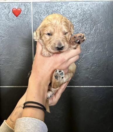 Health tested Goldendoodle puppies?? for sale in Ashford, Kent - Image 2