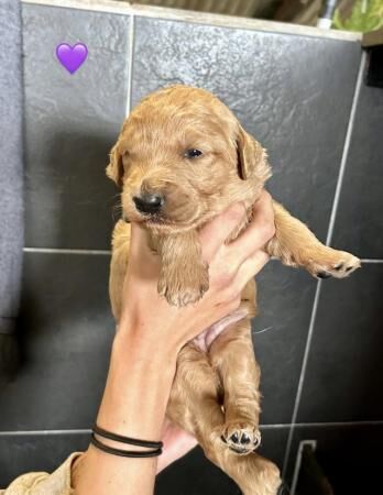 Health tested Goldendoodle puppies?? for sale in Ashford, Kent - Image 5