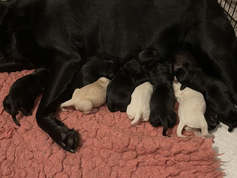 Health tested & insured Goldador puppies for sale in March, Cambridgeshire - Image 2