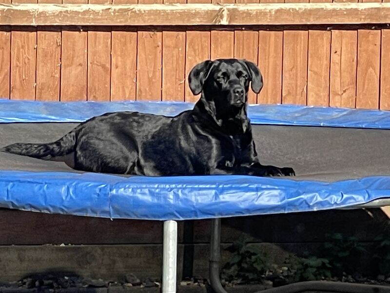 Health tested & insured Goldador puppies for sale in March, Cambridgeshire - Image 4