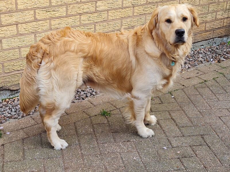 Health tested & insured Goldador puppies for sale in March, Cambridgeshire - Image 6