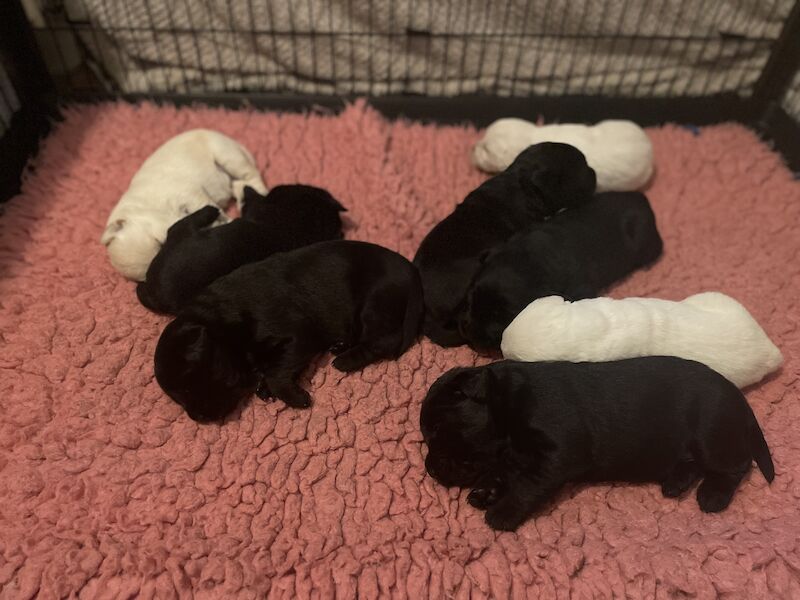 Health tested & insured Goldador puppies for sale in March, Cambridgeshire - Image 7