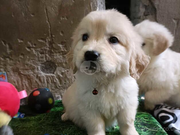 Healthy, strong, pure bred Golden Retriever Puppies. for sale in Llandeilo, Carmarthenshire - Image 4