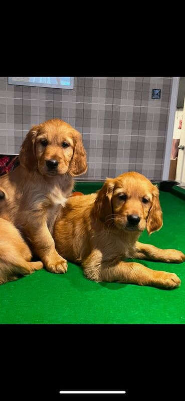 Irish golden retriever puppies for sale in South Elmsall, West Yorkshire - Image 2