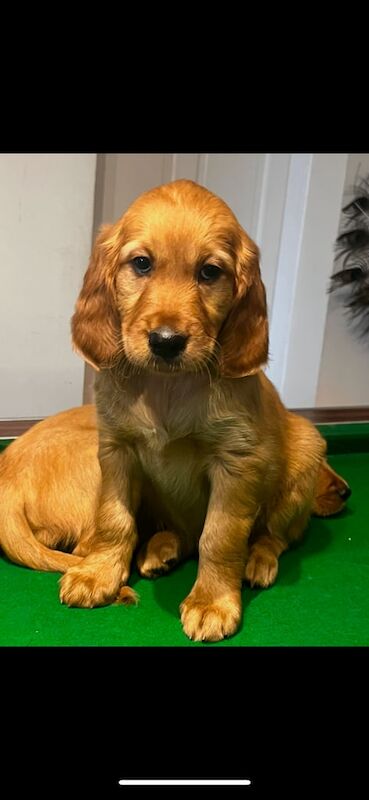 Irish golden retriever puppies for sale in South Elmsall, West Yorkshire - Image 3