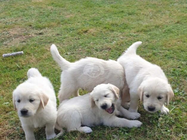 KC Chunky Cream Golden Retriever Puppies for sale in Telford, Shropshire