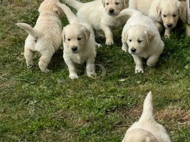 KC Chunky Cream Golden Retriever Puppies for sale in Telford, Shropshire - Image 2