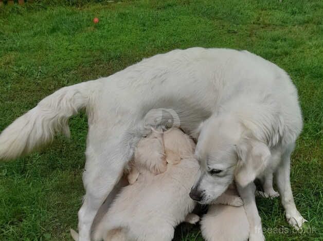 KC Chunky Cream Golden Retriever Puppies for sale in Telford, Shropshire - Image 3