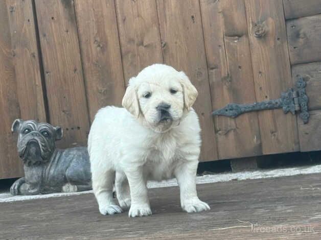 KC Chunky Cream Golden Retriever Puppies for sale in Telford, Shropshire - Image 4