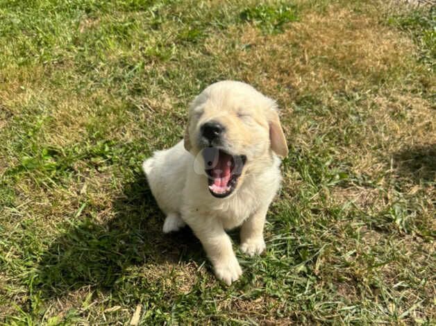 KC Chunky Cream Golden Retriever Puppies for sale in Telford, Shropshire - Image 5