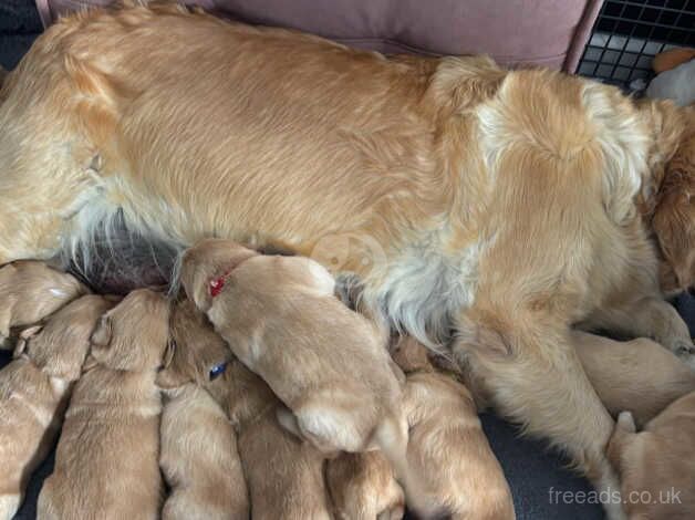 KC Chunky Golden Retriever for sale in Rochdale, Greater Manchester