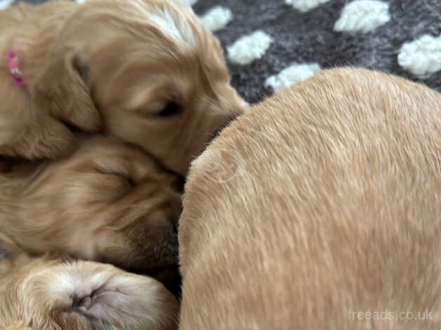 KC Chunky Golden Retriever for sale in Rochdale, Greater Manchester - Image 4