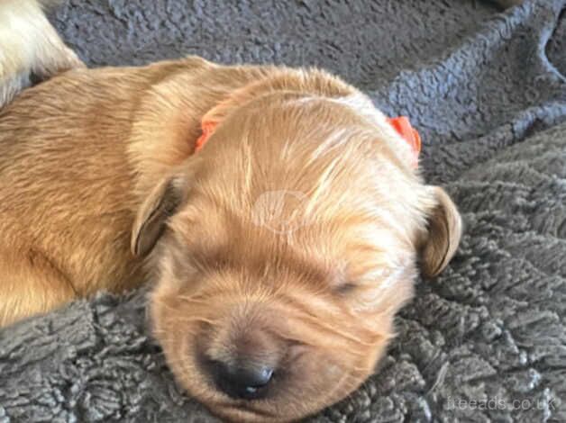 KC Chunky Golden Retriever for sale in Rochdale, Greater Manchester - Image 5