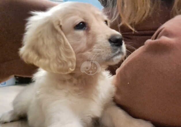 Kc Female Puppy for sale in Ebbw Vale/Glyn Ebwy, Blaenau Gwent