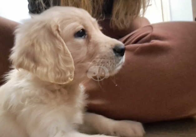 Golden Retrievers for sale in Ebbw Vale/Glyn Ebwy, Blaenau Gwent