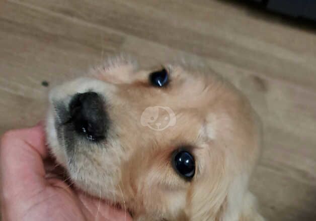 Golden Retriever Puppies for sale in Blaenau Gwent