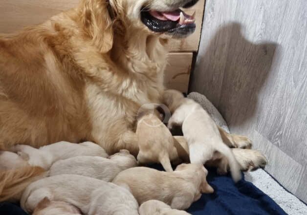 Golden Retriever Puppies for sale