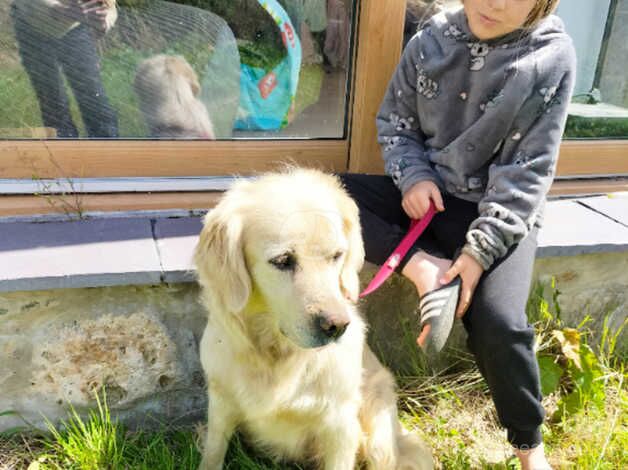 KC GOLDEN RETRIEVER BITCH for sale in Menai Bridge/Porthaethwy, Isle of Anglesey - Image 2