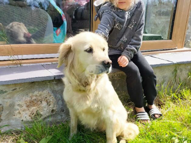 KC GOLDEN RETRIEVER BITCH for sale in Menai Bridge/Porthaethwy, Isle of Anglesey - Image 3