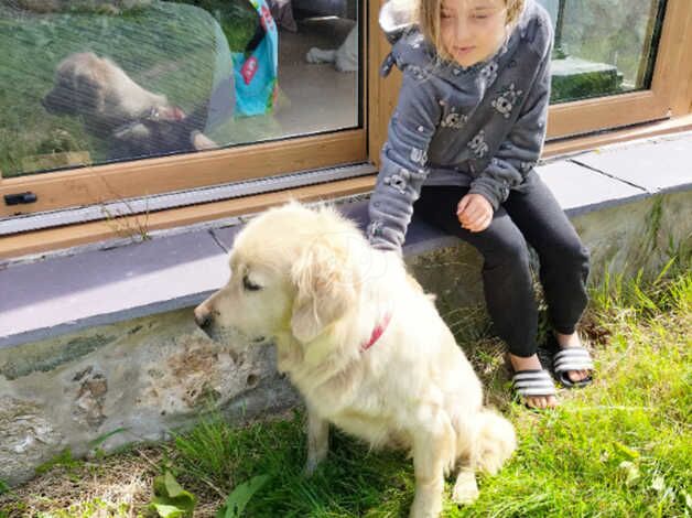 KC GOLDEN RETRIEVER BITCH for sale in Menai Bridge/Porthaethwy, Isle of Anglesey - Image 4