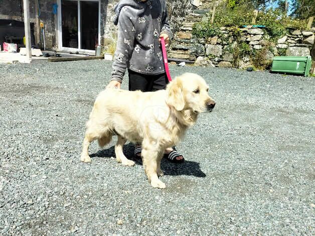 KC GOLDEN RETRIEVER BITCH for sale in Menai Bridge/Porthaethwy, Isle of Anglesey - Image 5