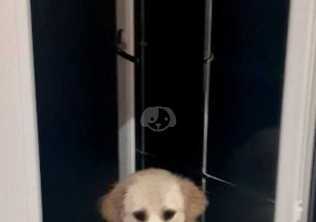 Kc golden retriever for sale in Broxburn, West Lothian - Image 2