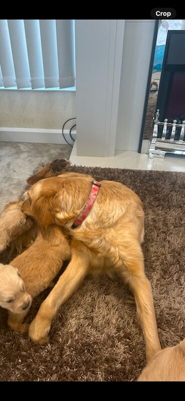 Kc golden retriever puppies for sale in Uphall, West Lothian - Image 3