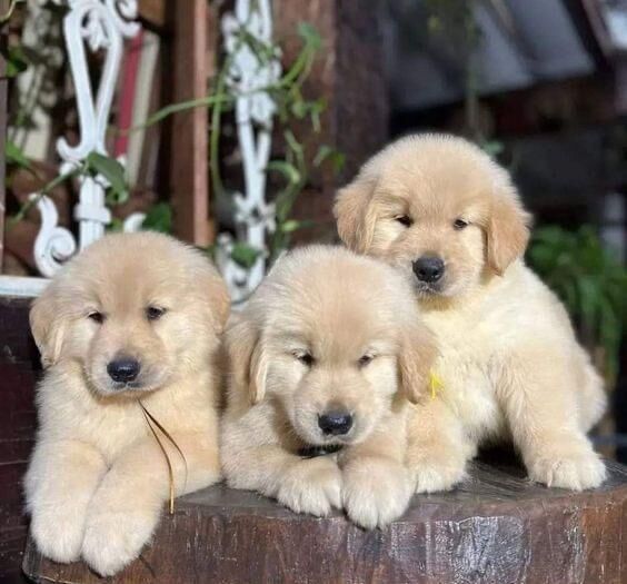 KC Golden Retriever puppies for sale in Glasgow City - Image 2
