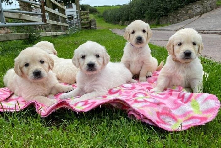 KC Golden Retriever puppies for sale in Glasgow City