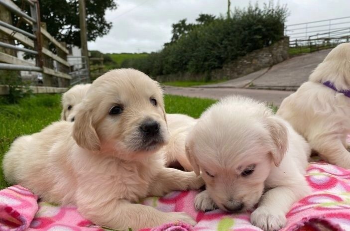 KC Golden Retriever puppies for sale in Glasgow City - Image 2