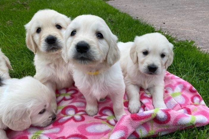 KC Registered Golden Retriever Puppies for sale in Glasgow City