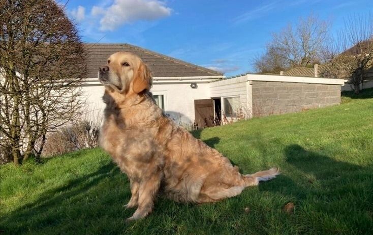 Golden Retriever Puppies for sale