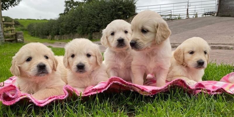 KC Golden Retriever puppies for sale in Glasgow City - Image 5