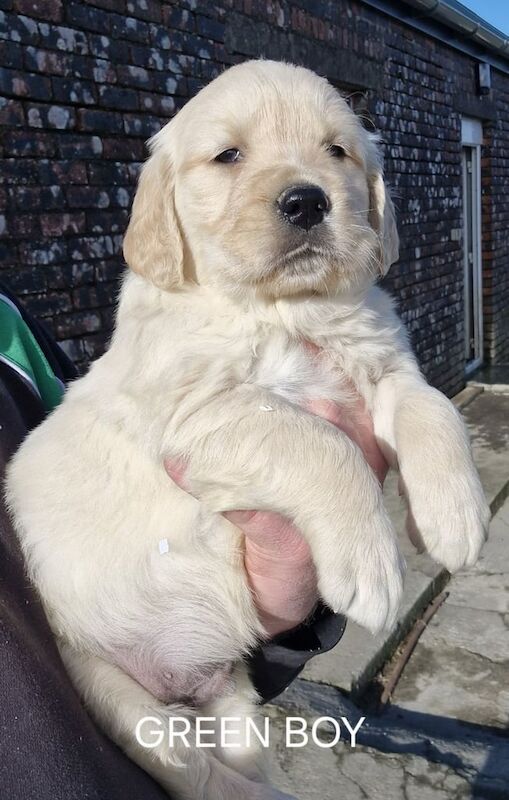 KC GOLDEN RETRIEVER PUPPIES FROM HIP and Elbow scored Parents for sale in Carmarthen / Caerfyrddin, Dyfed