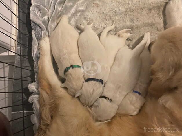 Kc Golden retriever puppies for sale in Rotherham, South Yorkshire