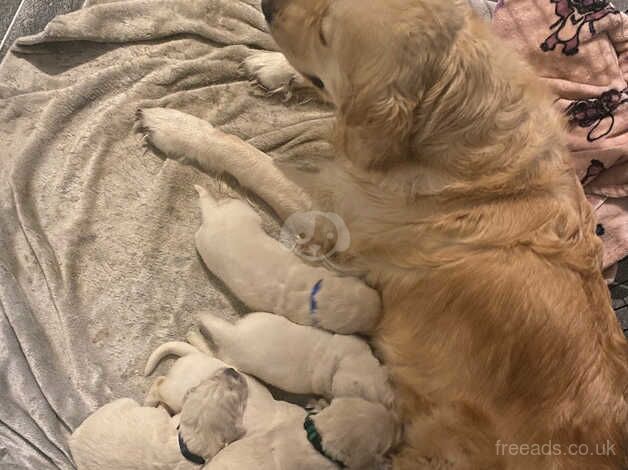 Kc Golden retriever puppies for sale in Rotherham, South Yorkshire - Image 2